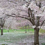 Cherry Blossoms 7