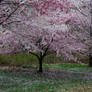 Cherry Blossoms 9