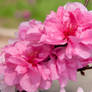 Fairmount Park  Cherry Blossoms 08