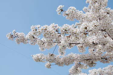 Fairmount Park  Cherry Blossoms 09