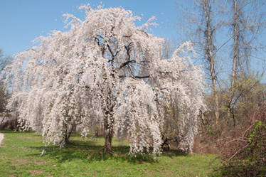 Fairmount Park  Cherry Blossoms 31