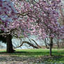 Fairmount Park Magnolia Blossoms 2