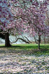 Fairmount Park Magnolia Blossoms 2 by FairieGoodMother
