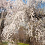 Fairmount Park  Cherry Blossoms 32