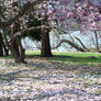 Fairmount Park  Cherry Blossoms 33