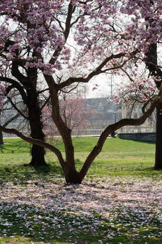 Fairmount Park  Cherry Blossoms 33