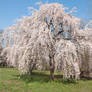 Fairmount Park  Cherry Blossoms 34