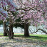 Fairmount Park  Cherry Blossoms 36