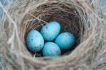 Bird Nest with Eggs 01 by FairieGoodMother