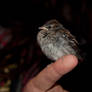 Baby Sparrow 02