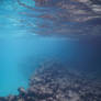 Bermuda 027  Underwater Stocks