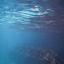 Bermuda 028  Underwater Stocks