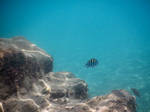 Bermuda 050  Underwater Stocks by FairieGoodMother