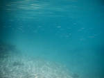 Bermuda 062  Underwater Stocks