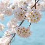 Cherry Blossom Festival 10