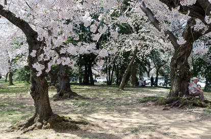 Cherry Blossom Festival 27