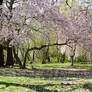 Cherry Blossom of Philly 03