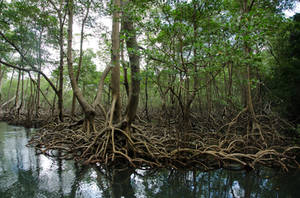 Los Haitises  National Park Dominican Republic 74 by FairieGoodMother