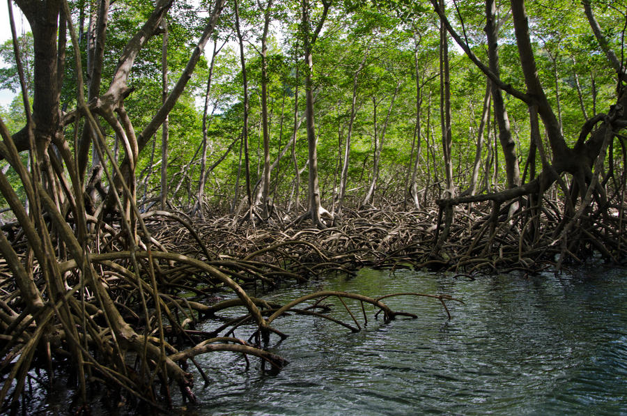 Los Haitises  National Park Dominican Republic 83