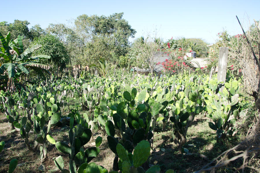 Panama Canal Cactus Garden