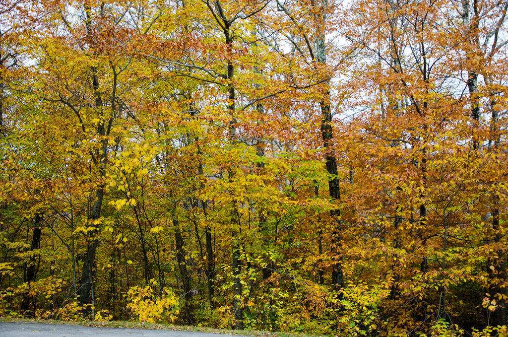 White Mountains  Fall Foliage  127