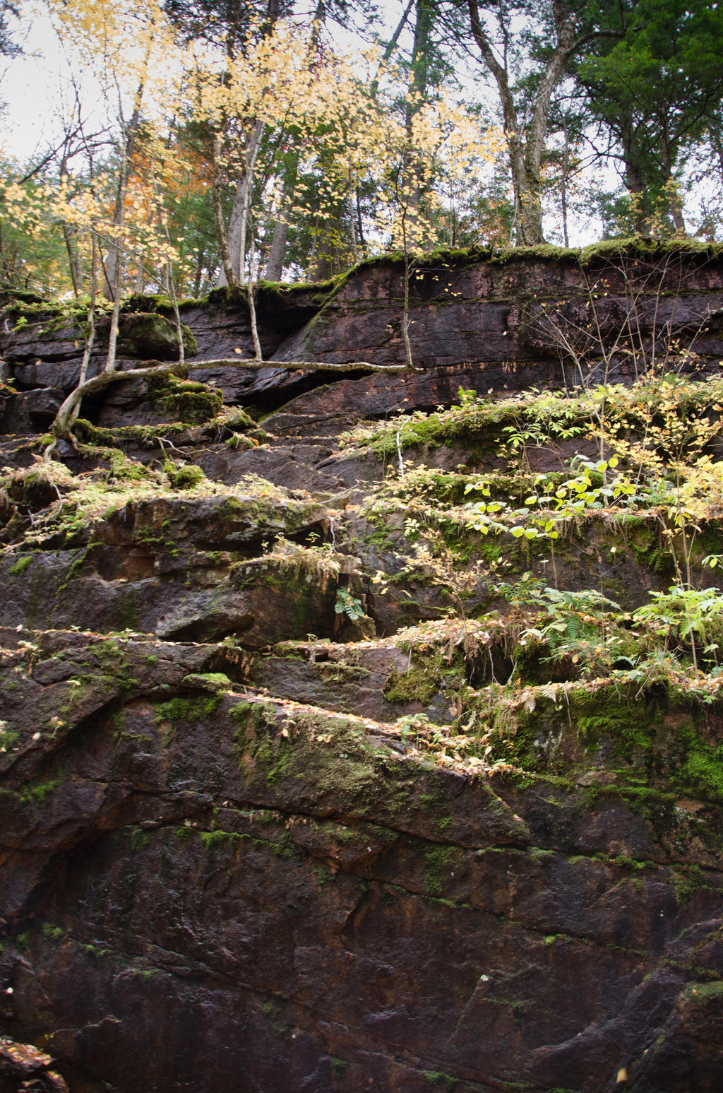 White Mountains  Fall Foliage  069