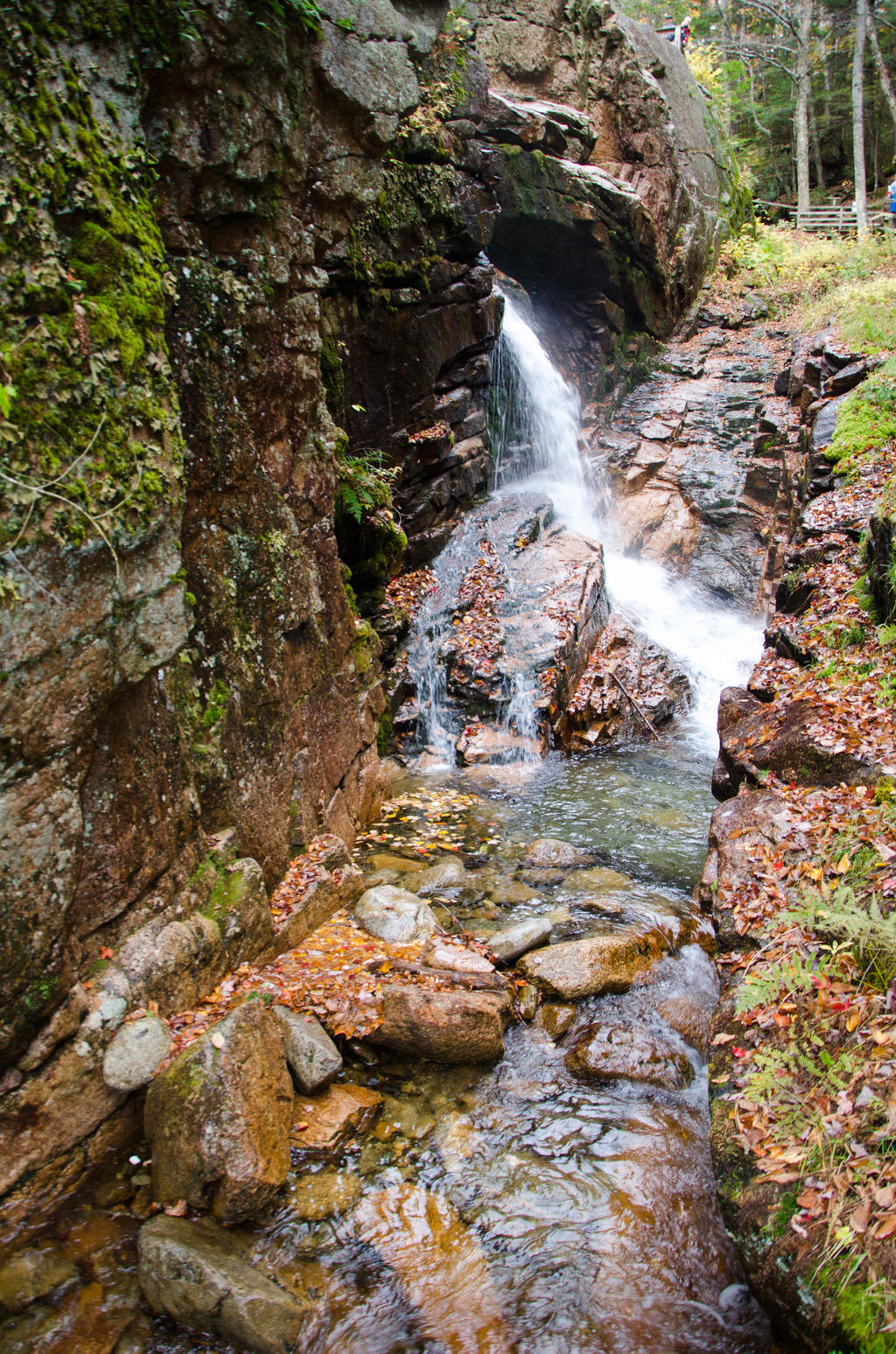 White Mountains  Fall Foliage  242