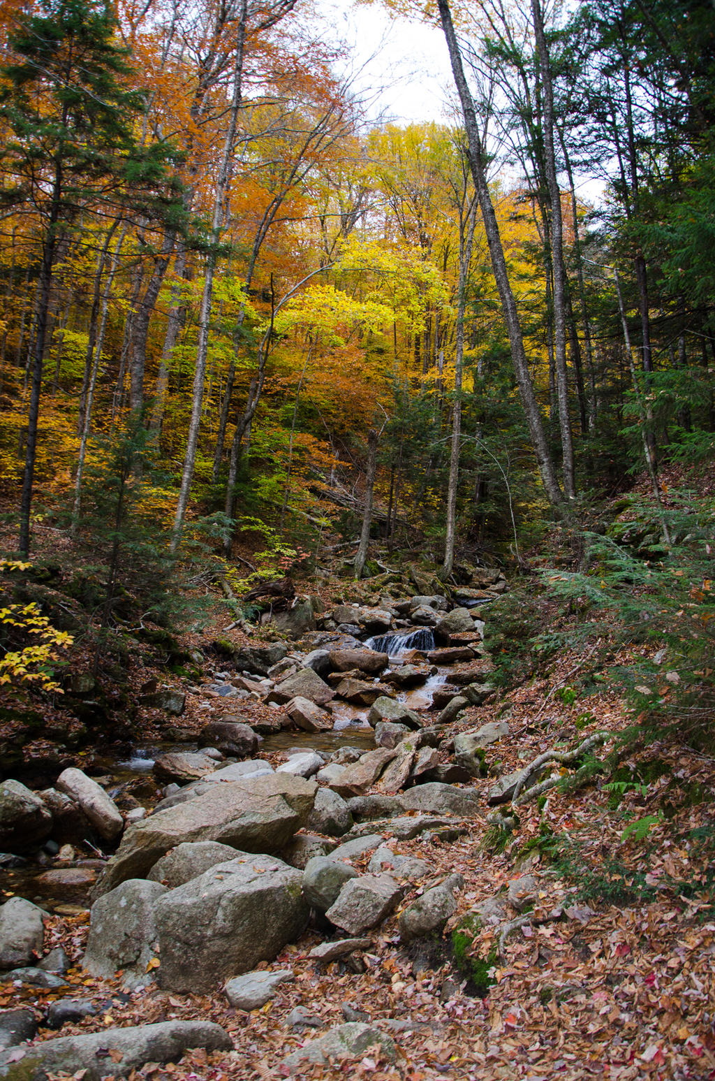 White Mountains  Fall Foliage  250