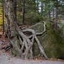 White Mountains  Fall Foliage  040