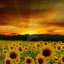 Sunflowers Background FGM