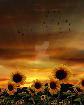 Sunflower Field 2  Background  FGM