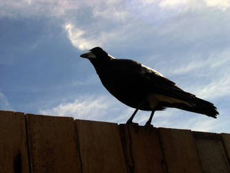 Magpie... on a FENCE??