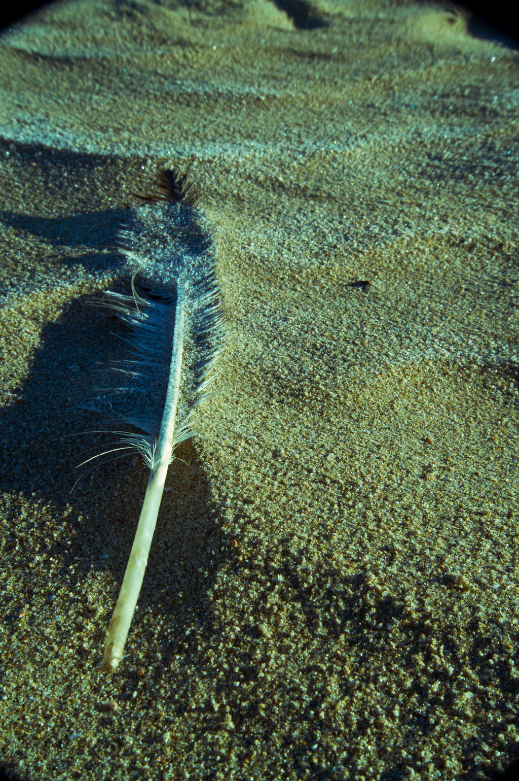 The frozen feather i found....