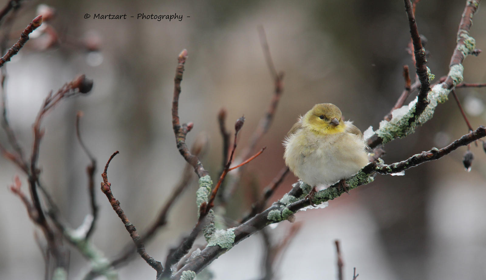 Fluffiest