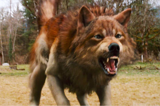 Jacob's Wolf form