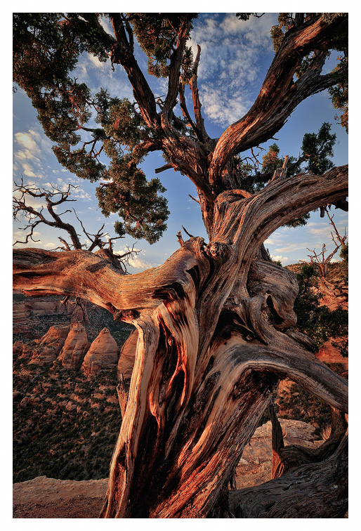 Old Man of the Desert