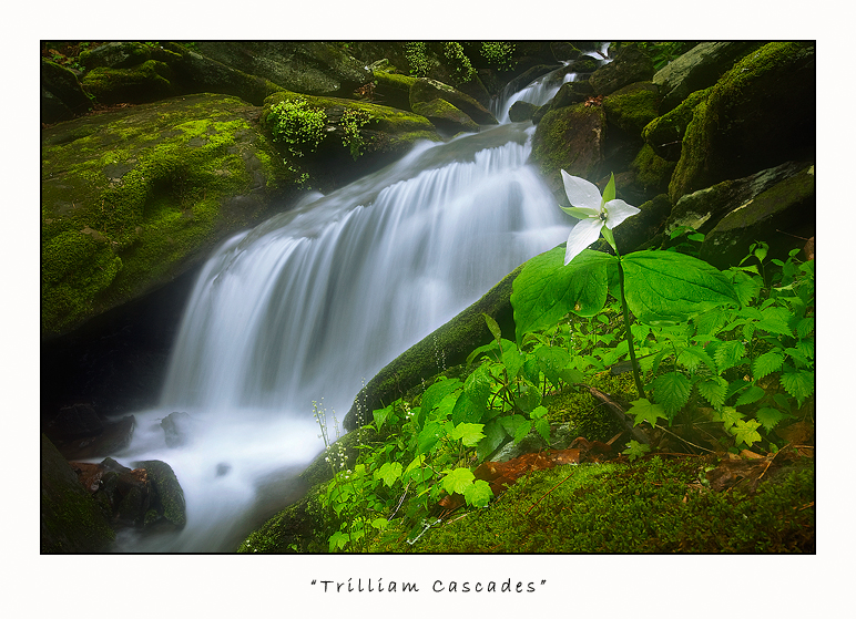 Trilliam Cascades