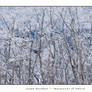 Ice Forest