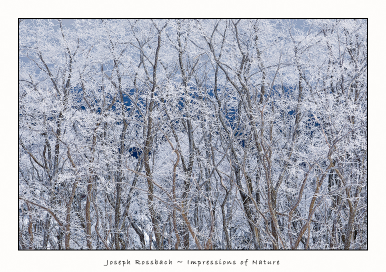 Ice Forest