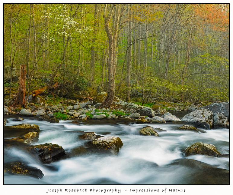 Smoky Mountain Spring Stream