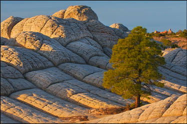 Brain Rock Garden