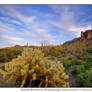 Teddy Bear Cholla Sunset