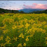 Goldenrod Below Washington