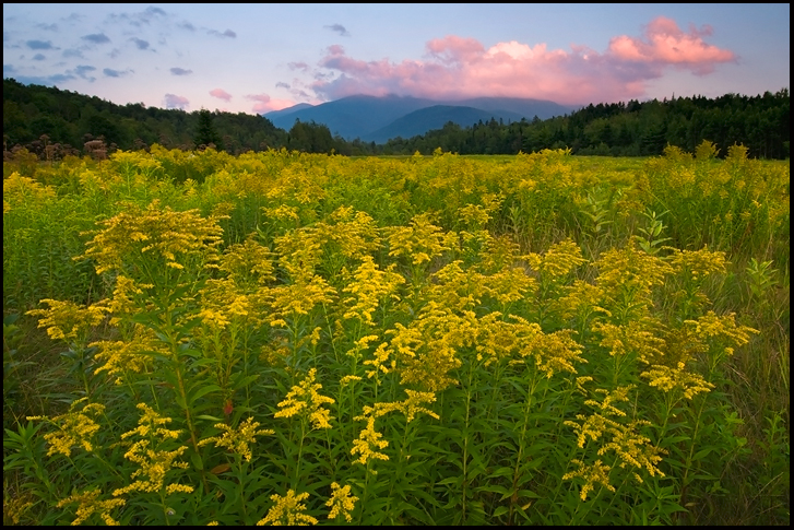 Goldenrod Below Washington