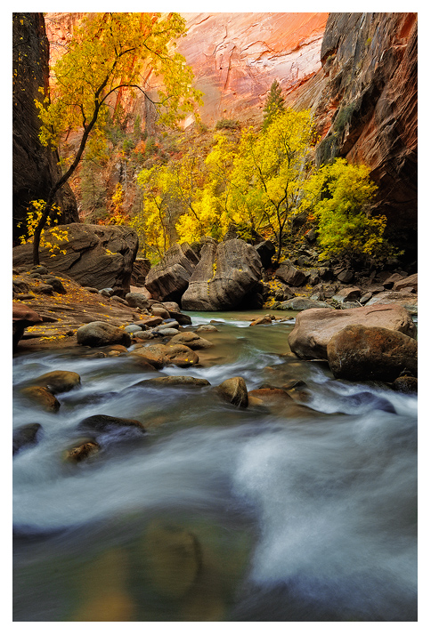 Cottonwoods in the Canyon