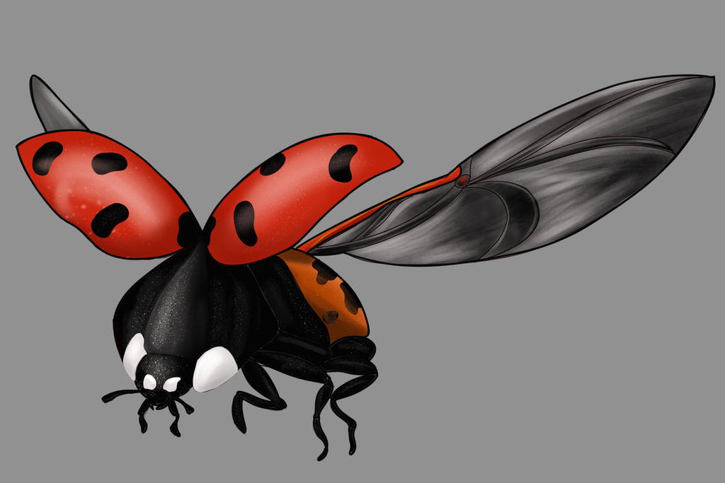 Wingless Ladybug Flying Ladybug by dykmoby on DeviantArt