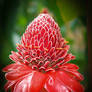 Island flower, Bora Bora island, south pacific