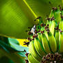 Costa Rican bananas