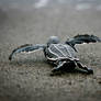 Leatherback sea turtles, Costa Rica5