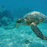 Green Sea Turtle, Moorea, Island